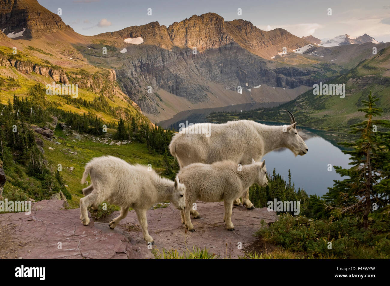 Mountain Goat, Oreamnos Americanus, mother and kids, in wildflowers