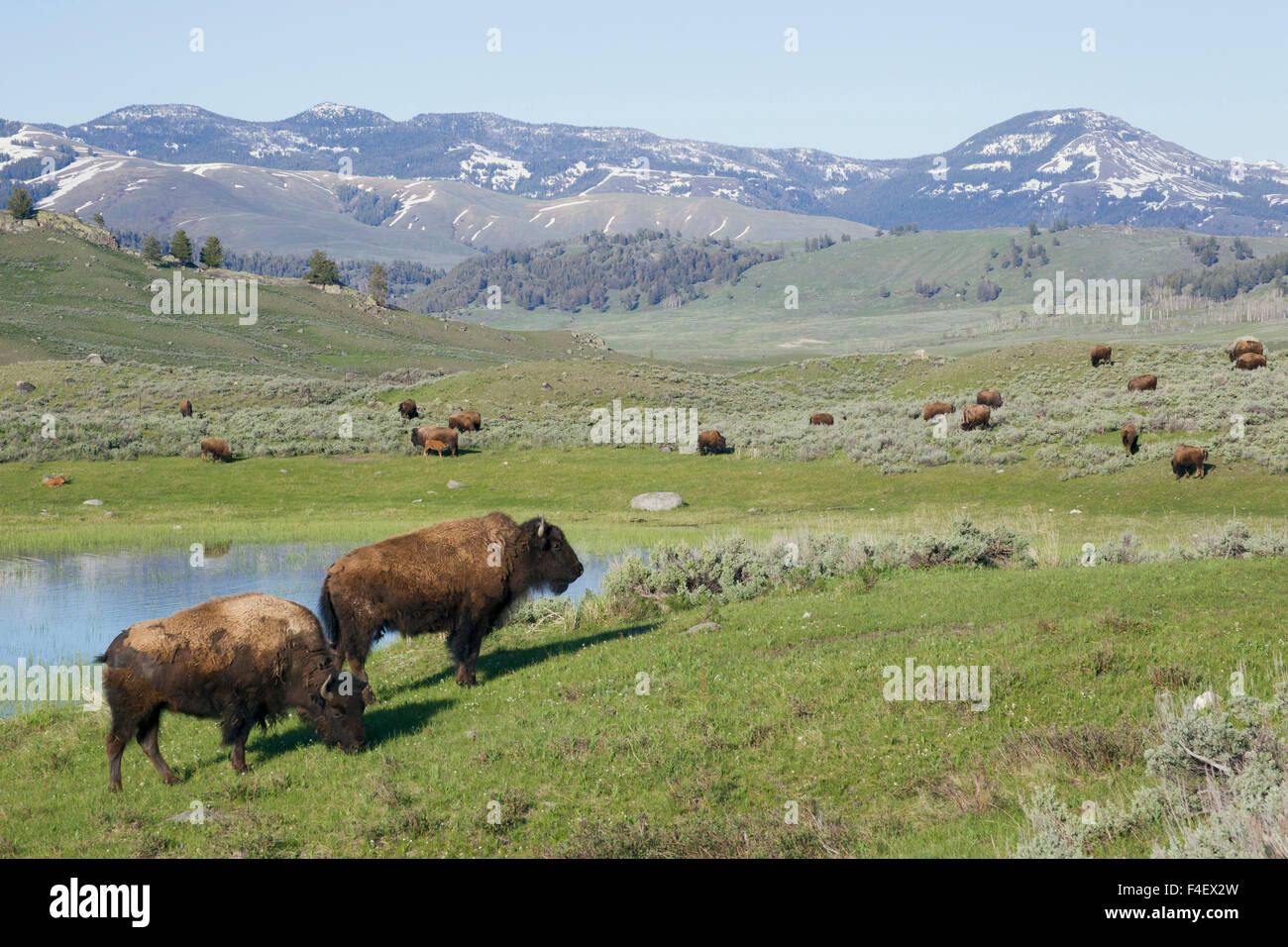 Bison Herd Yellowstone National Park Stock Photo Alamy