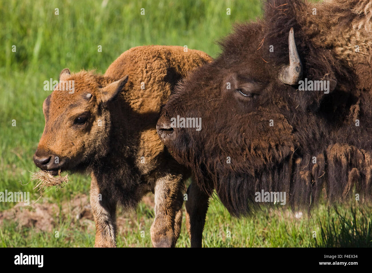 Bison Cow with Young Calf Stock Photo - Alamy