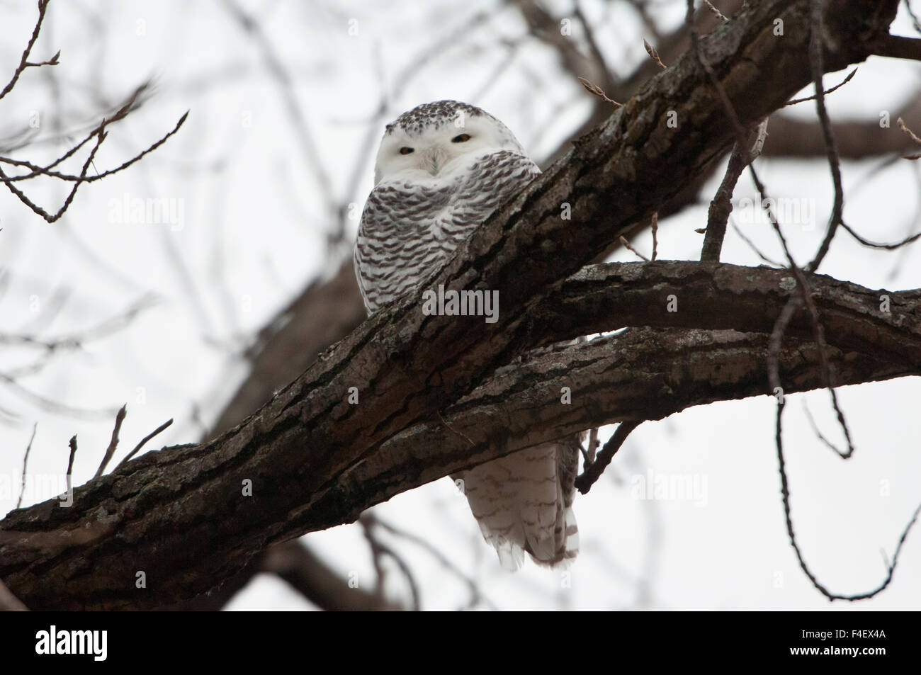 USA, Minnesota, Minneapolis Airport. Female Snowy Owl perched on fence post. Stock Photo