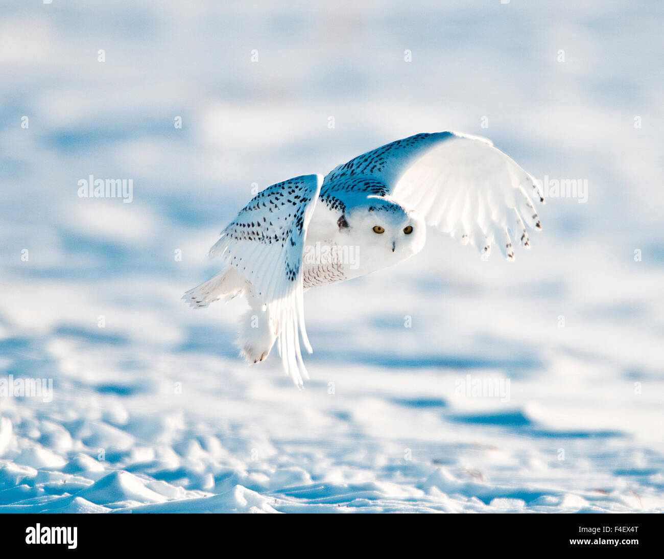 USA, Minnesota, Vermillion. Snowy Owl in flight Stock Photo - Alamy