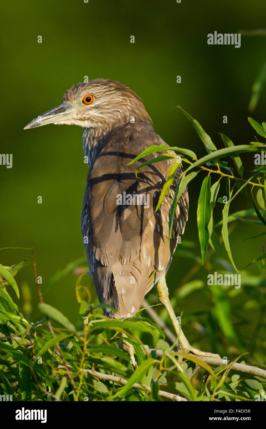 Nobody, North America, USA, Florida, Venice Rookery, Female Black-crowned Night Heron Perched in bush Stock Photo