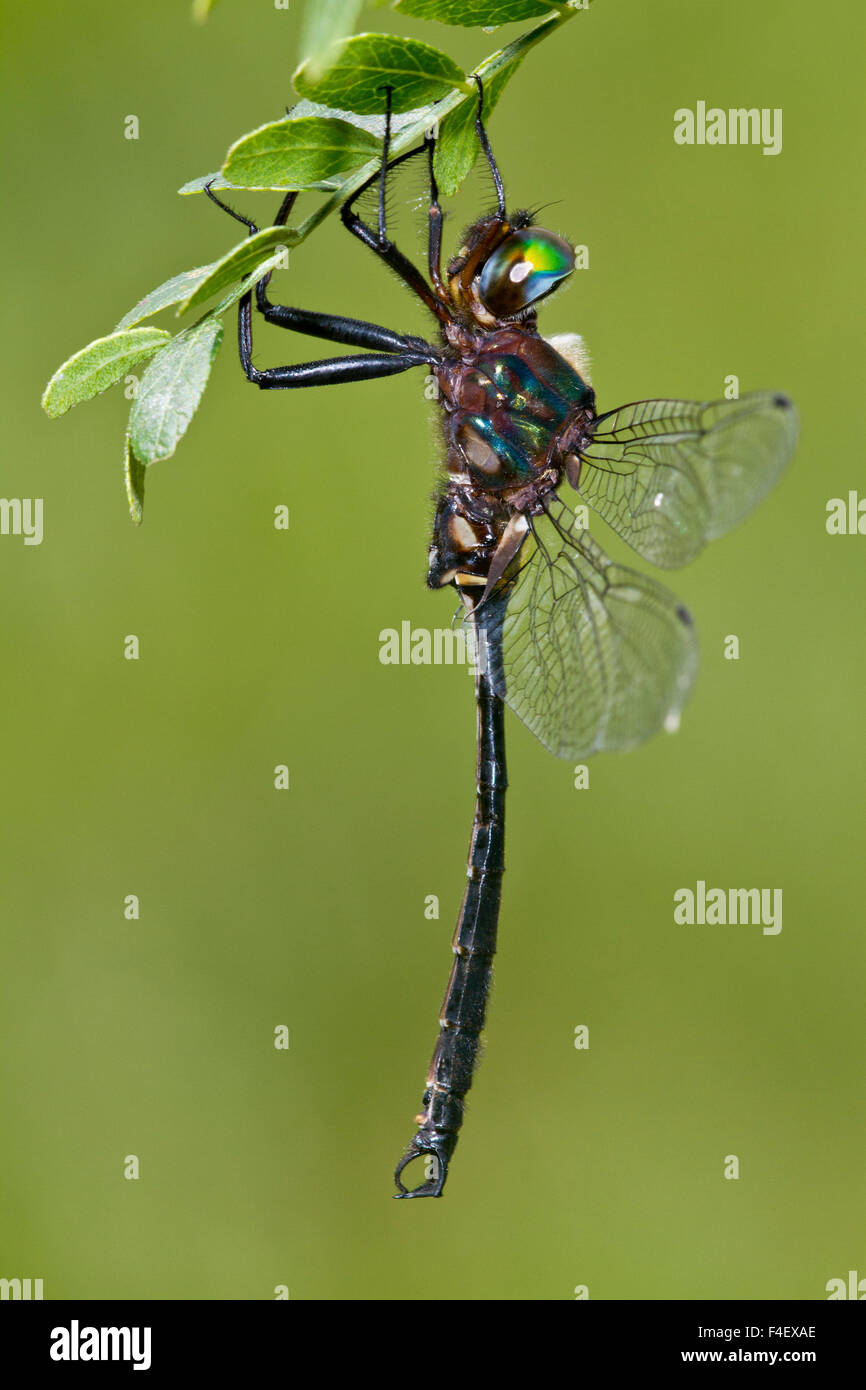 Clamp-tipped Emerald dragonfly (Somatochlora tenebrosa) male, Reynolds Co., MO Stock Photo
