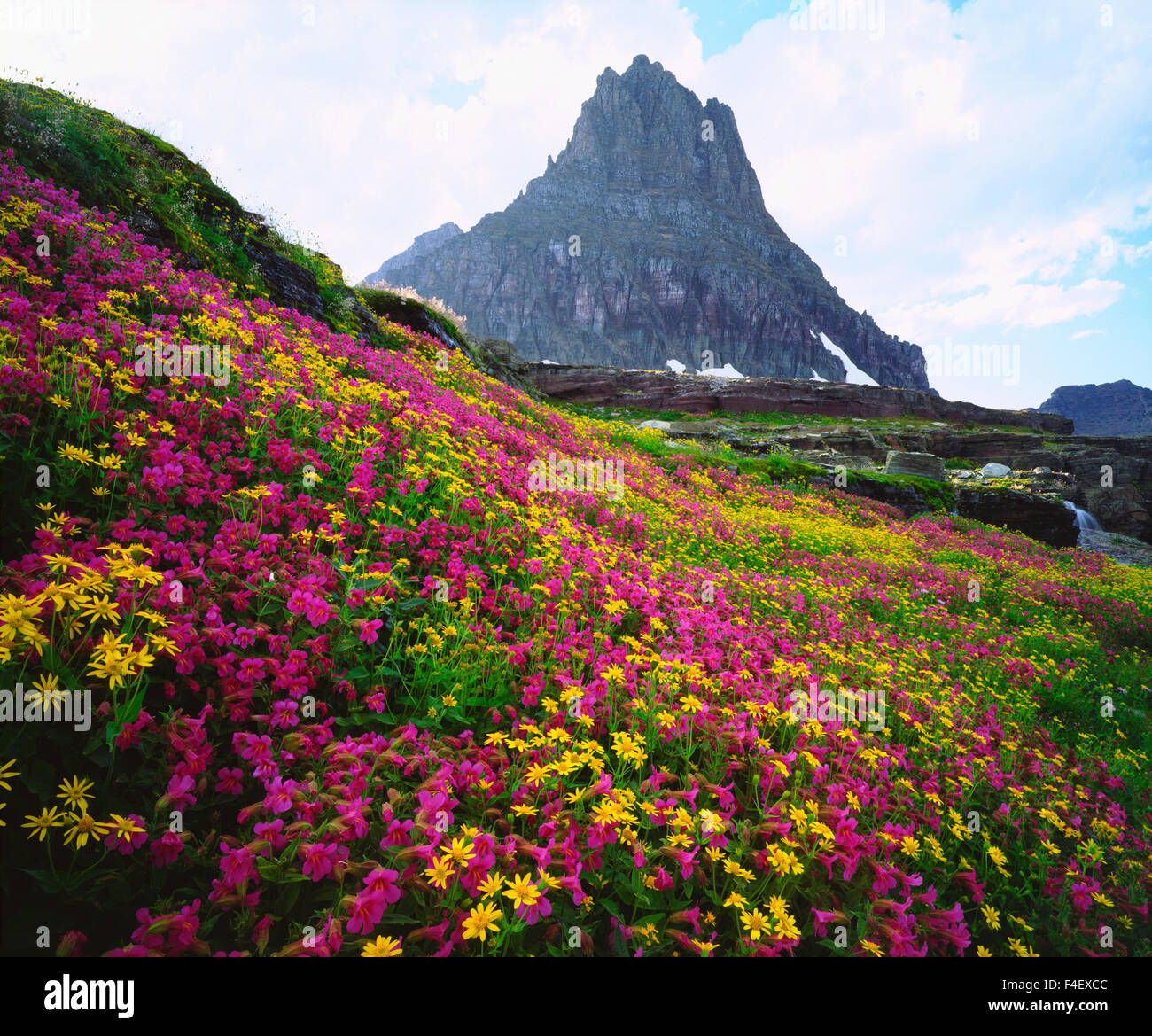 Wildflowers Glacier National Park Montana Wildflowers Blooming In