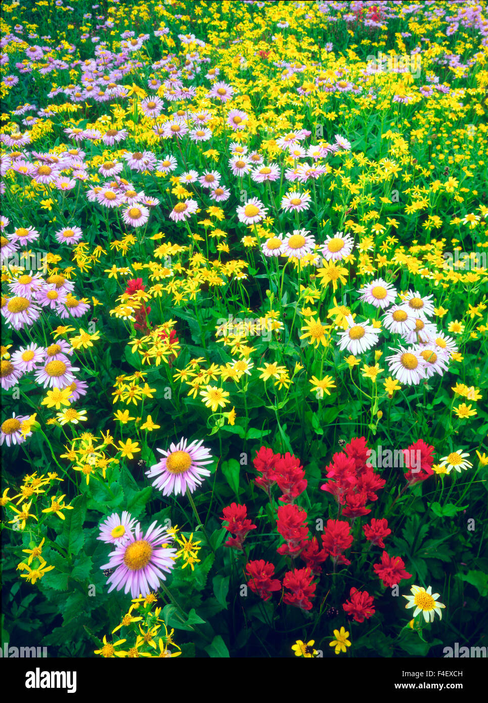 Mt whitney wildflower hi-res stock photography and images - Alamy