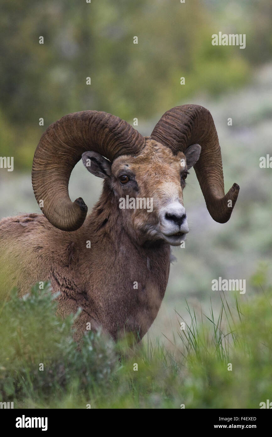 Rocky Mountain Bighorn Sheep Ram Stock Photo - Alamy