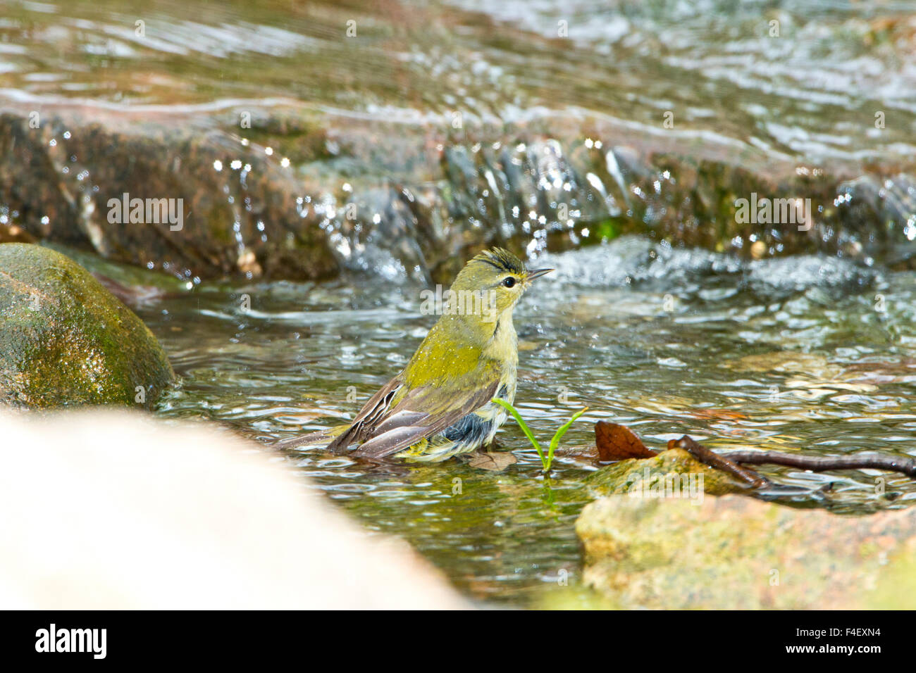 Minnesota, Mendota Heights, Tennessee Warbler bathing Stock Photo