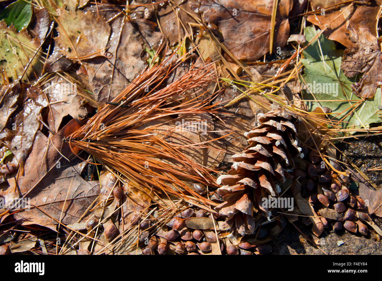 New York, St. Lawrence Seaway, Thousand Islands. Detail of the ground with fall leaves and pine cone. (Large format sizes available) Stock Photo