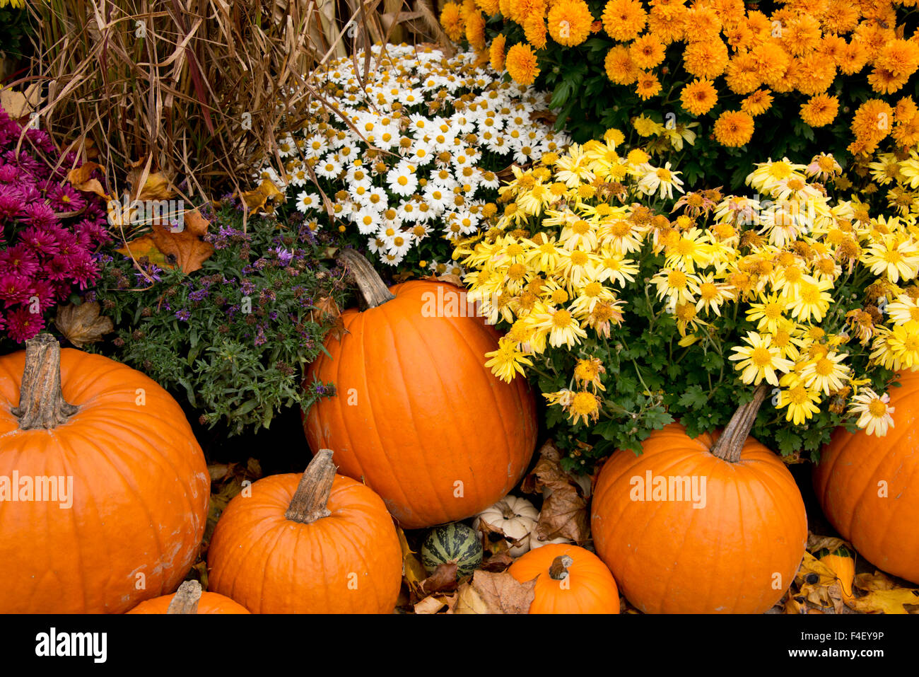 New York, Cooperstown, Farmers Museum. Colorful Fall decorative pumpkin display. (Large format sizes available). Stock Photo