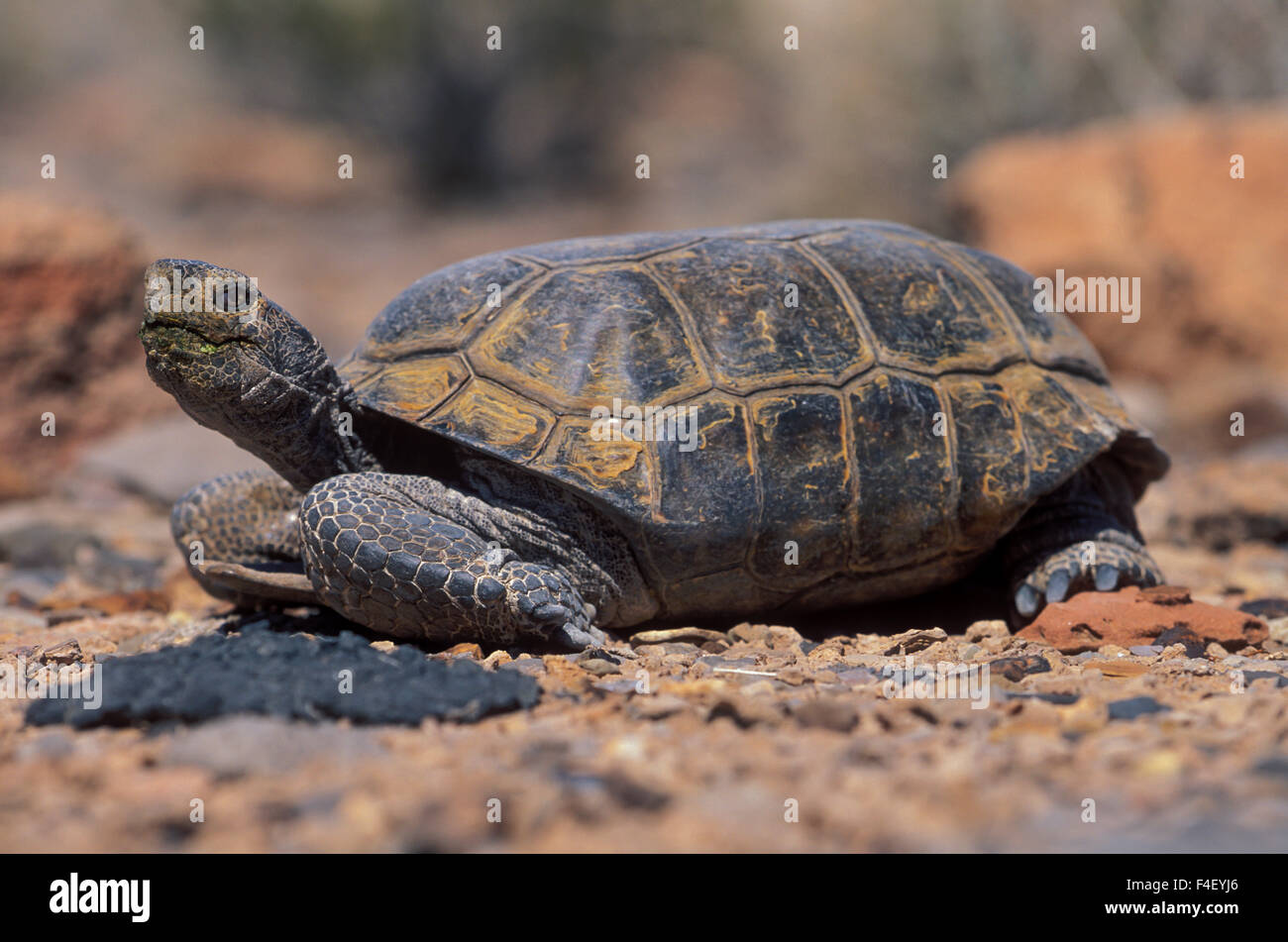 Desert tortoise (Gopherus agassizi), Muddy Mountains Wilderness, Nevada ...