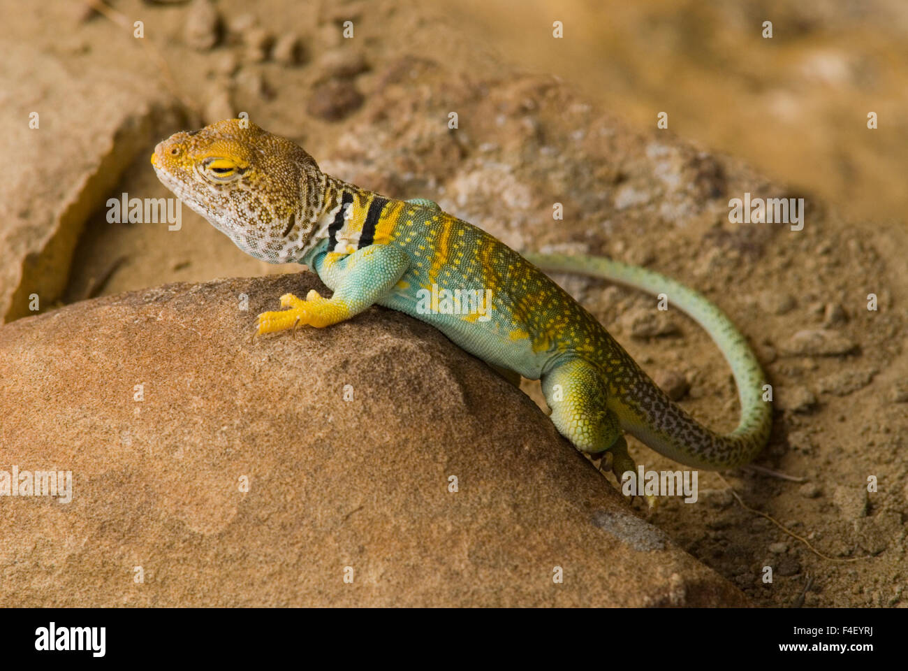 chaco lizard