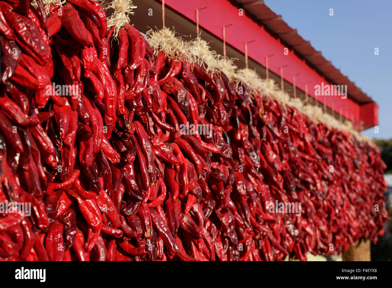 Chili peppers drying in the sun, Velarde, New Mexico, USA Stock Photo