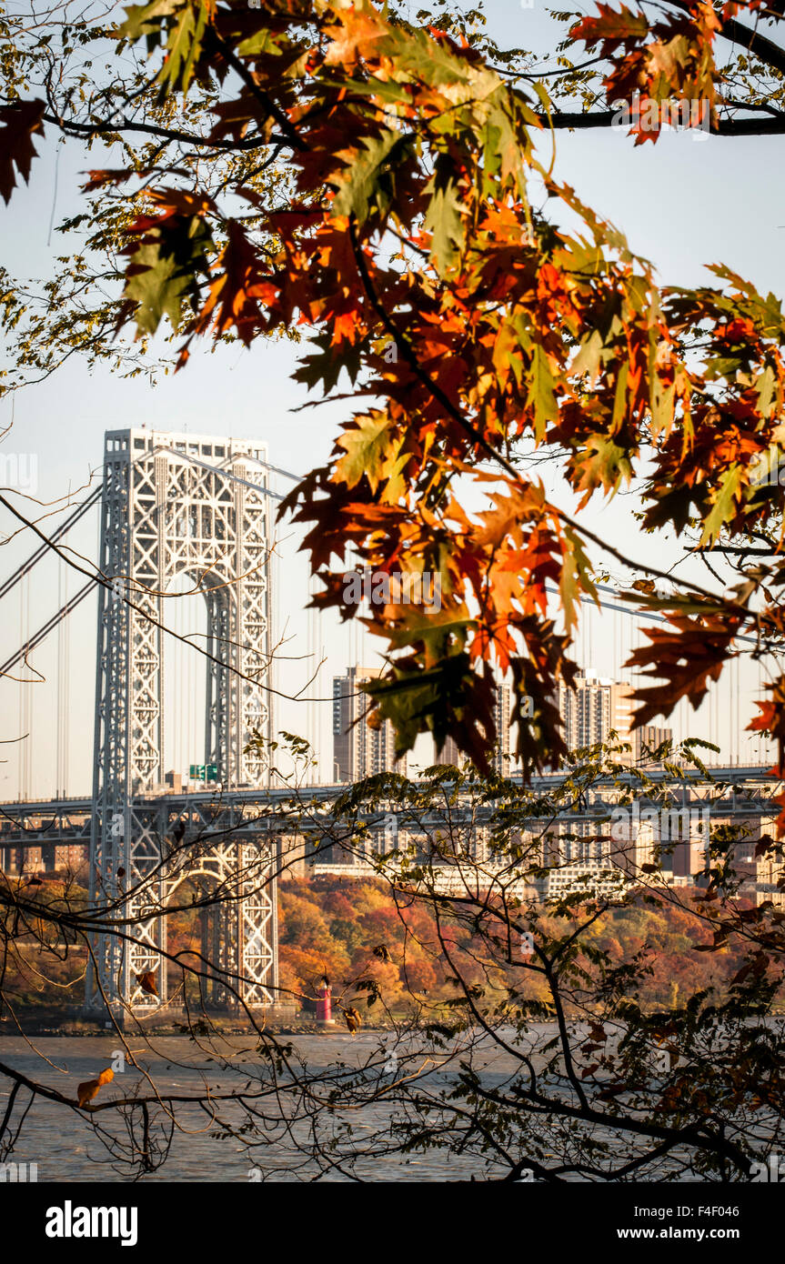 USA, New Jersey, Hudson River Basin, view of George Washington Bridge from Hazard's Dock area underneath the structure, fall foliage of oak leaves. Stock Photo