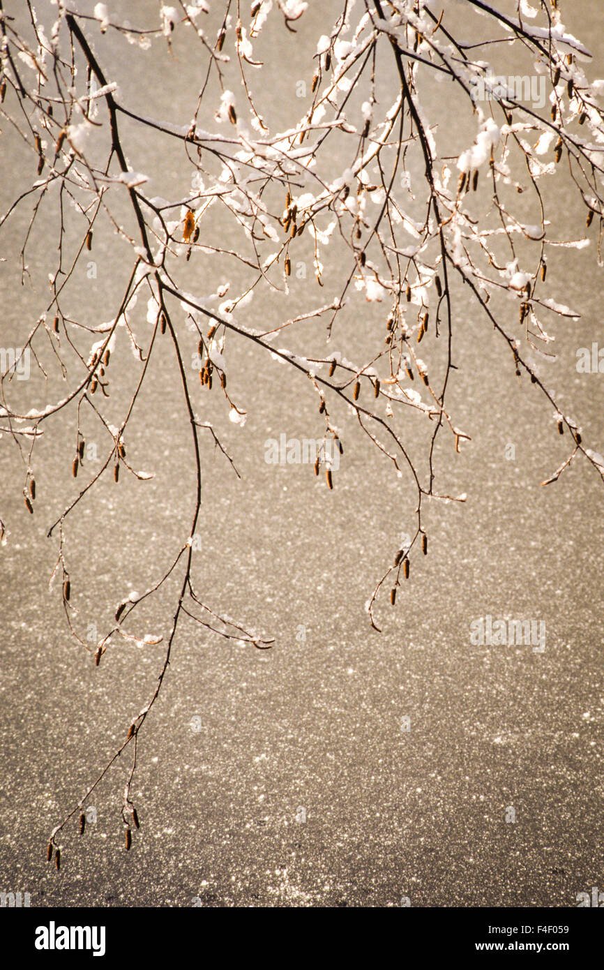 USA, New Jersey, Hunterdon, Applewood Farm, birch branch (Betula