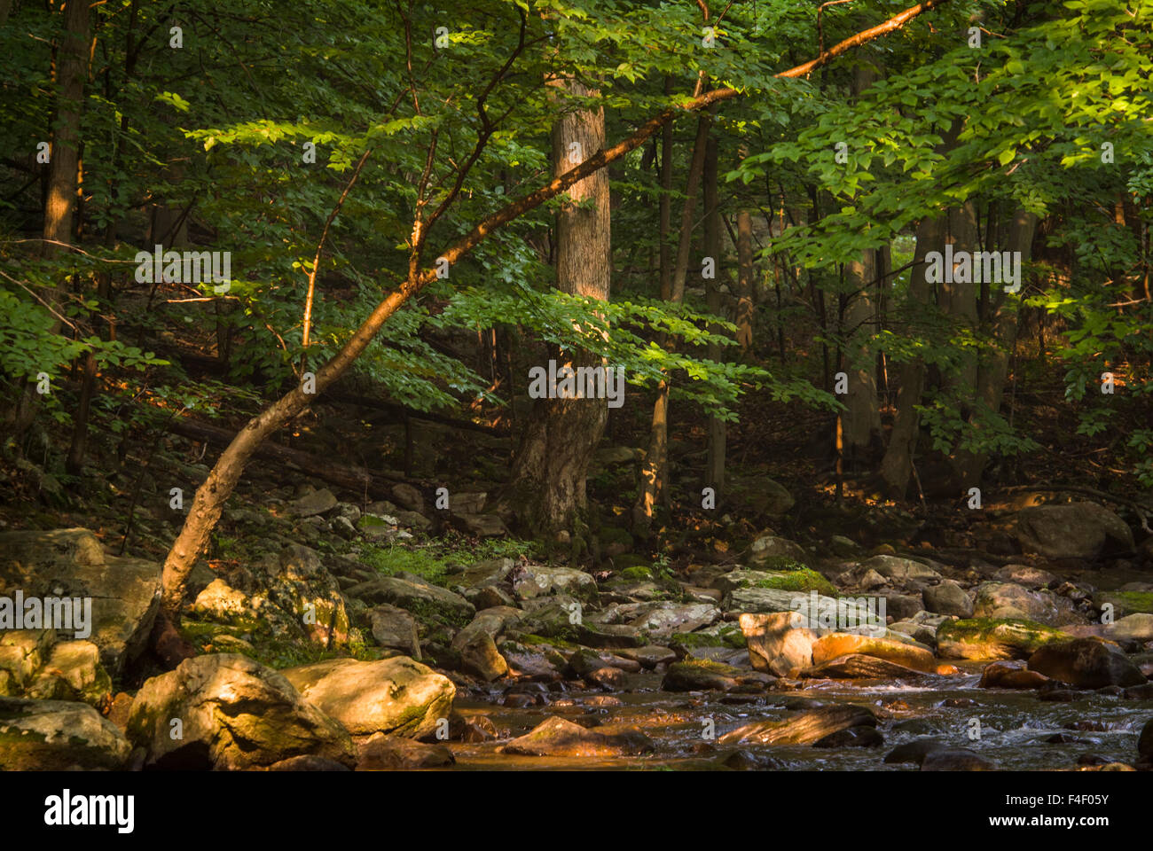 USA, New Jersey, Mountainville (Raritan River Basin), Rockaway Stream