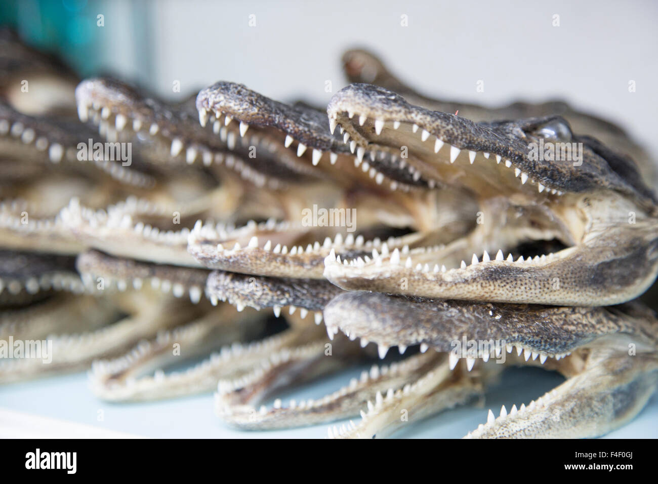 Cured alligator heads for sale, Wildwood, New Jersey, USA Stock Photo