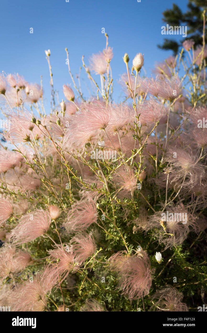 Apache plume in bloom at The Club at Las Campas, Santa Fe, New Mexico. USA Stock Photo