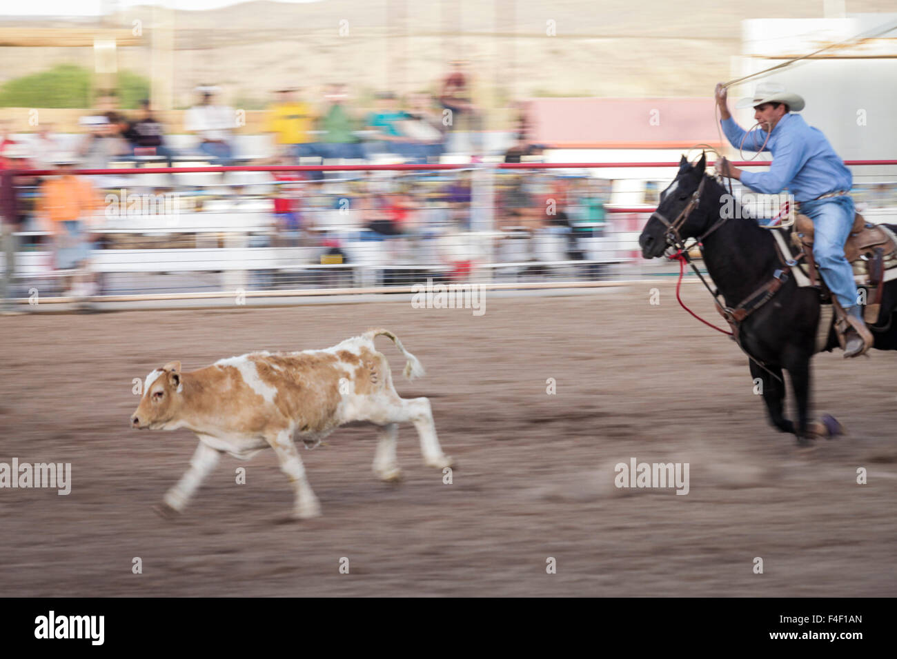 Cattle wrangling competition at the Rodeo, Truth or Consequences, New  Mexico, USA Stock Photo - Alamy