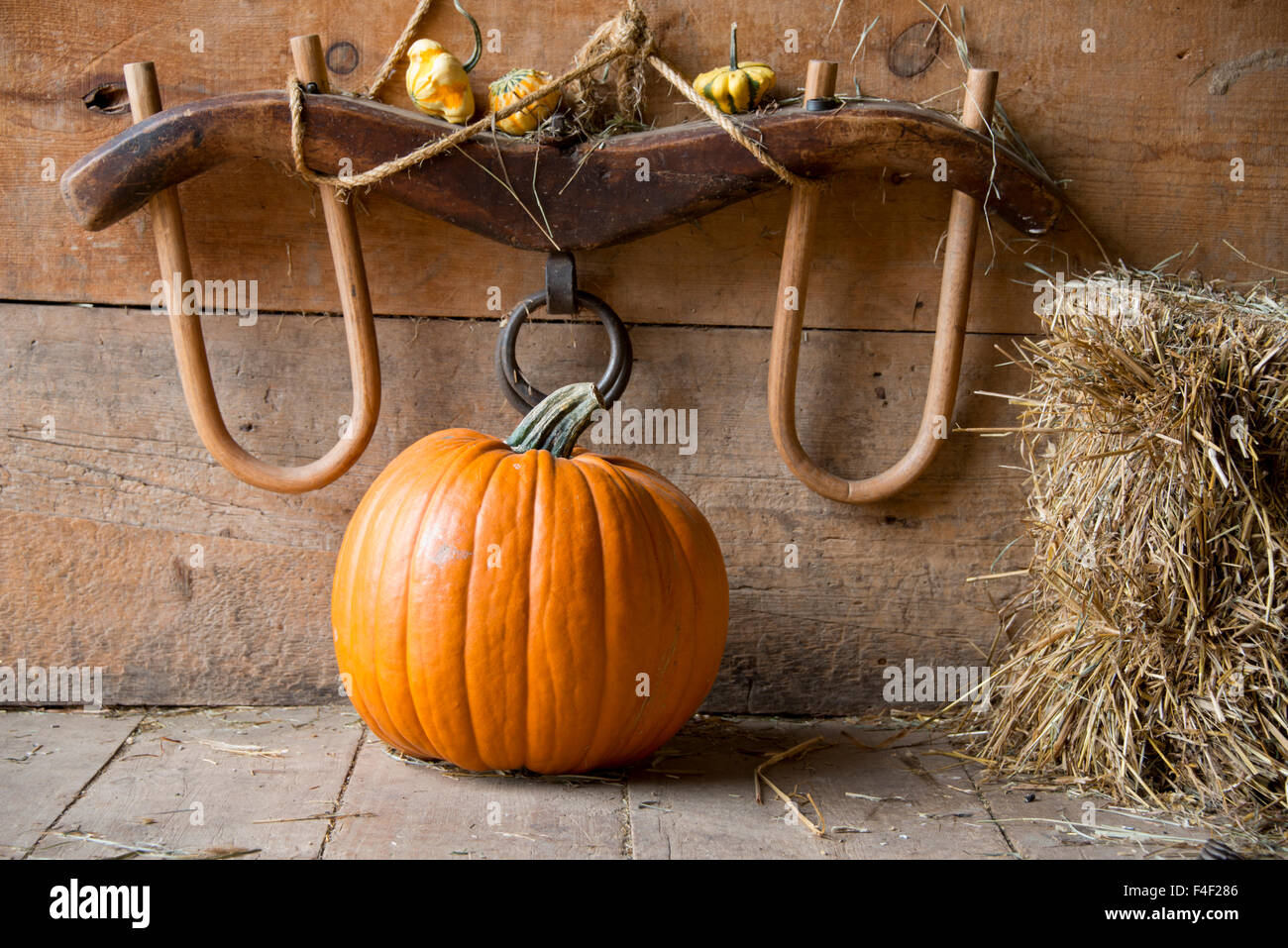 New York, Cooperstown, Farmers Museum. Pumpkin in barn with bale of hay. (Large format sizes available) Stock Photo