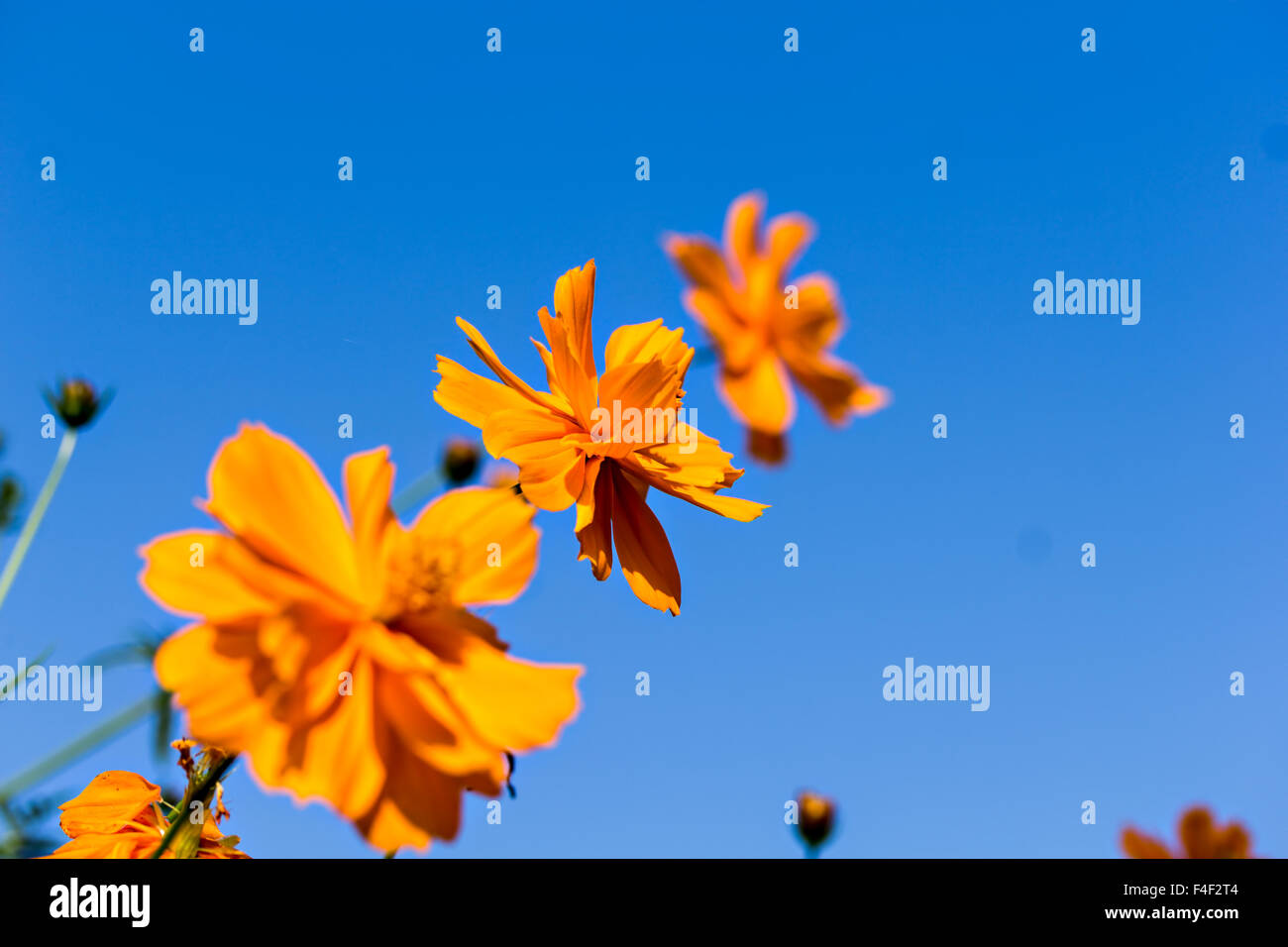 three marigold (Tagates lemmonii) against blue sky background Stock Photo