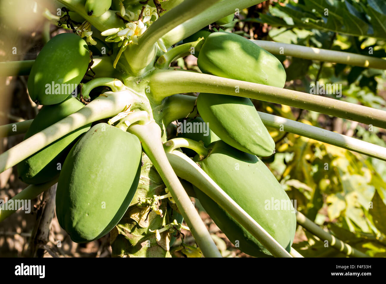 Carica papaya fruits on its tree Stock Photo