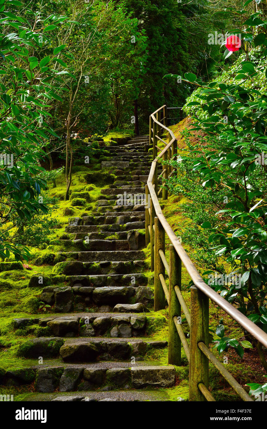 camellia, upward steps, wild garden, Portland Japanese Garden, Portland, Oregon, USA (PR) Stock Photo