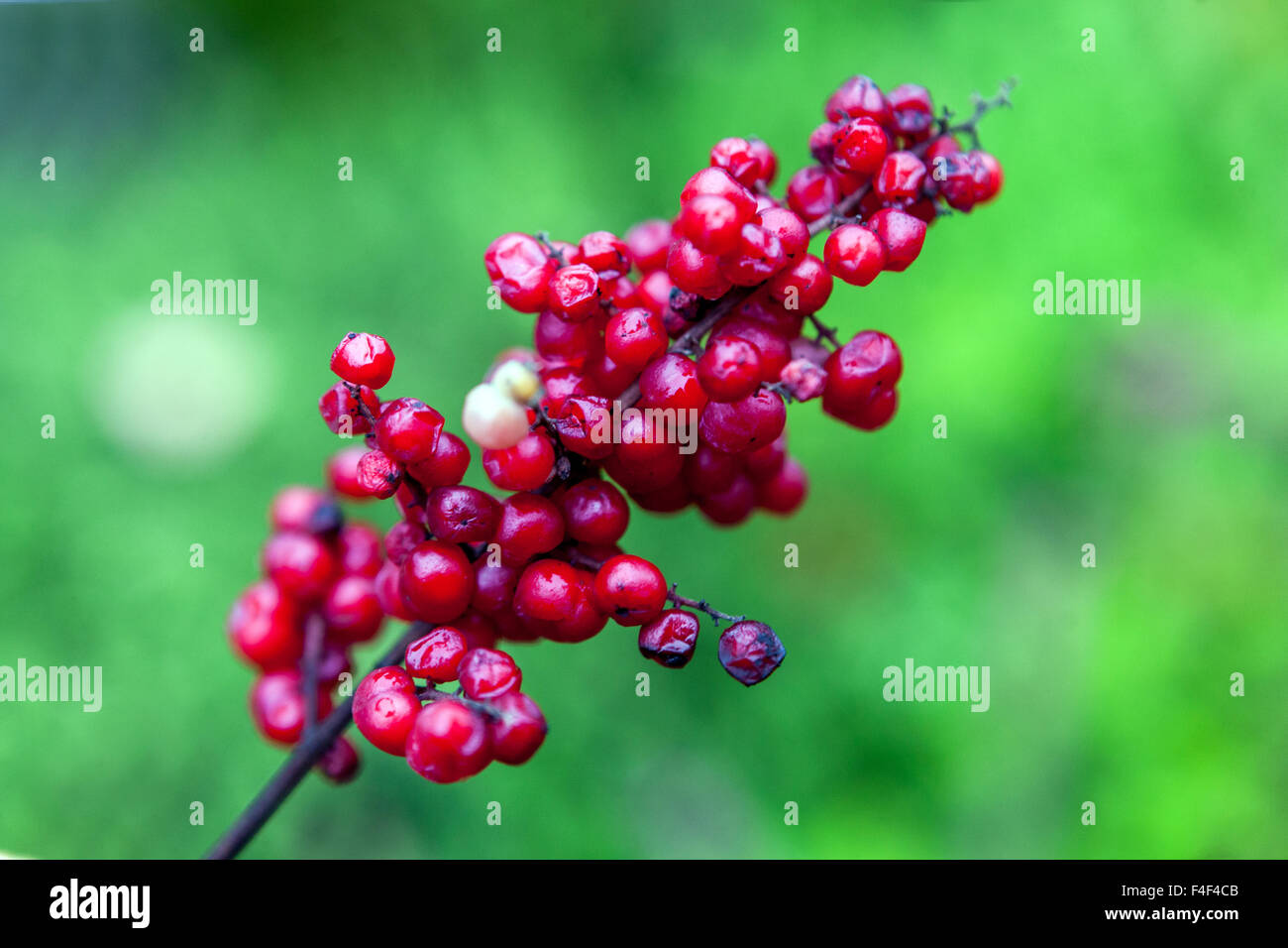 False spikenard Maianthemum racemosum berries Stock Photo