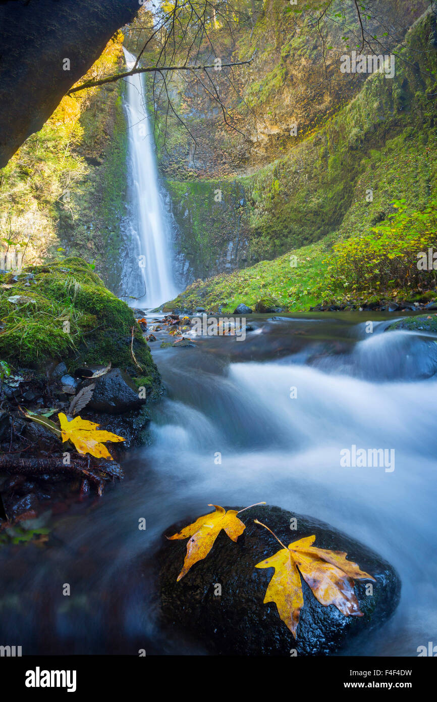 USA. Oregon. Ultrawide perspective Vertical panorama view of Tunnel