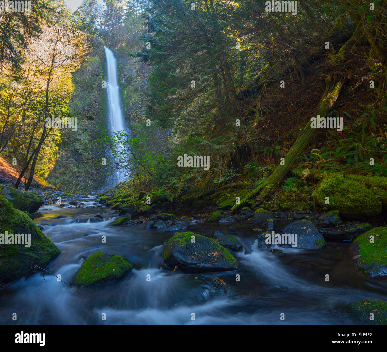 USA. Oregon. Ultrawide perspective panorama view of Tunnel Falls , 6