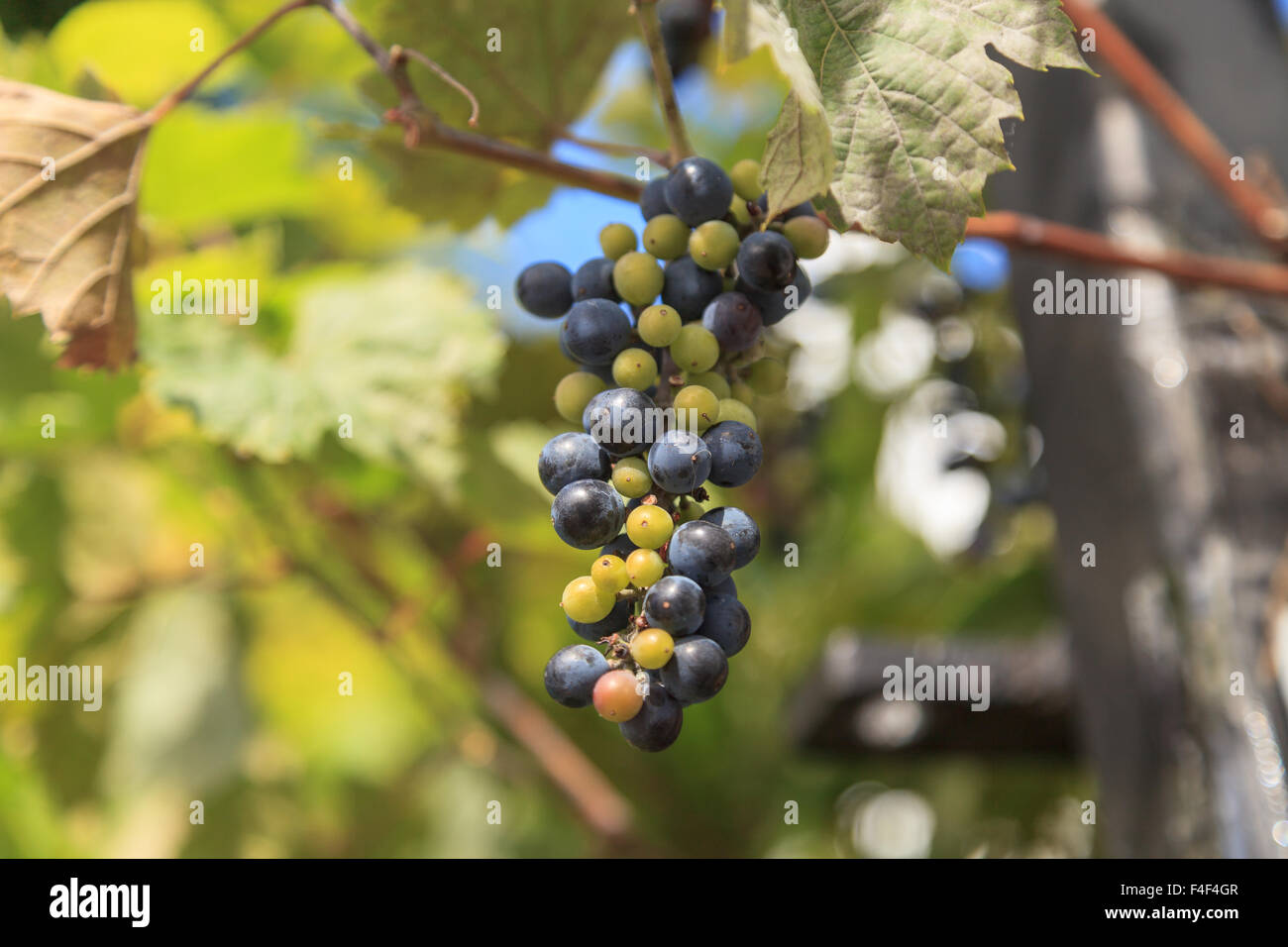 River bank wild grape, Vitis riparia, vine growing green grapes in summer Stock Photo