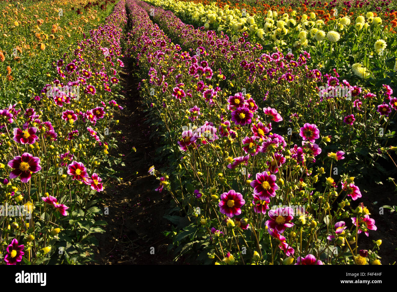 Dahlias, dahlia farm, Canby, Oregon, USA Stock Photo Alamy