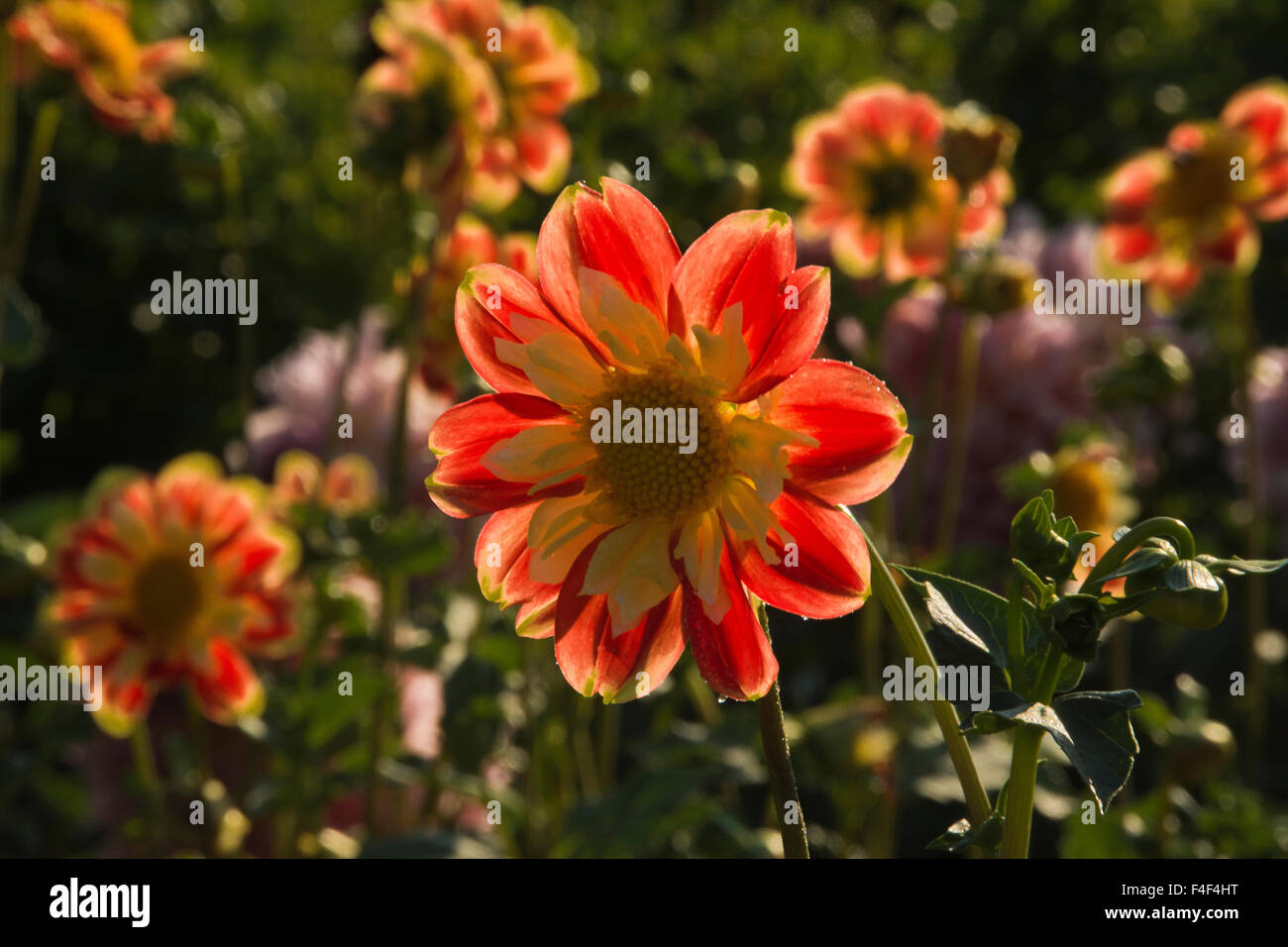 Dahlias, dahlia farm, Canby, Oregon, USA Stock Photo Alamy