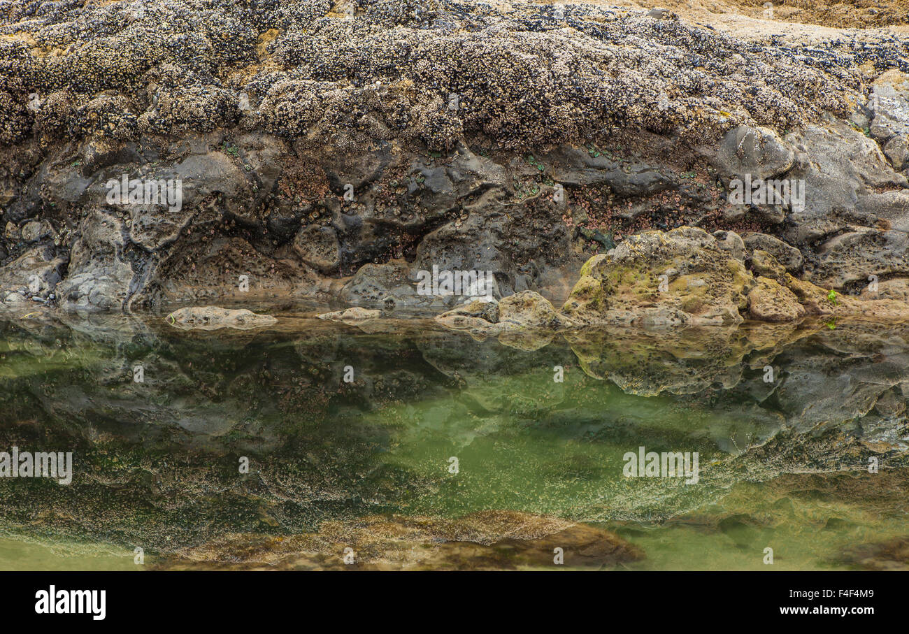 Oceanside, Oregon. Mussel, barnacle and rocky coast reflected in a low