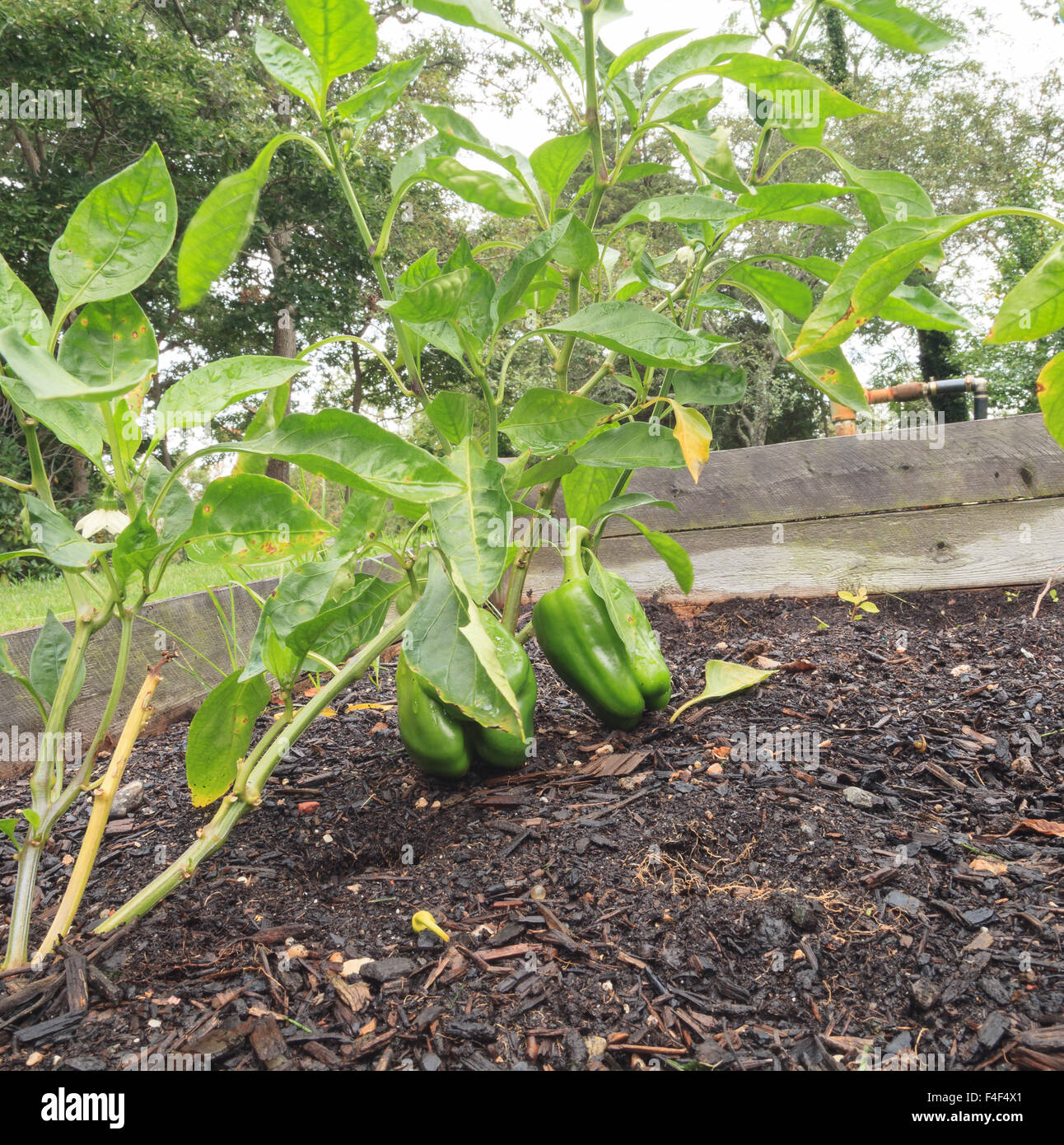 Green and red peppers grown in a home hobby farm garden in New England