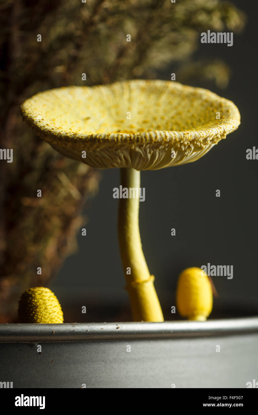 USA, Oregon, Keizer, yellow mushroom that sprung up in houseplant pot. Stock Photo