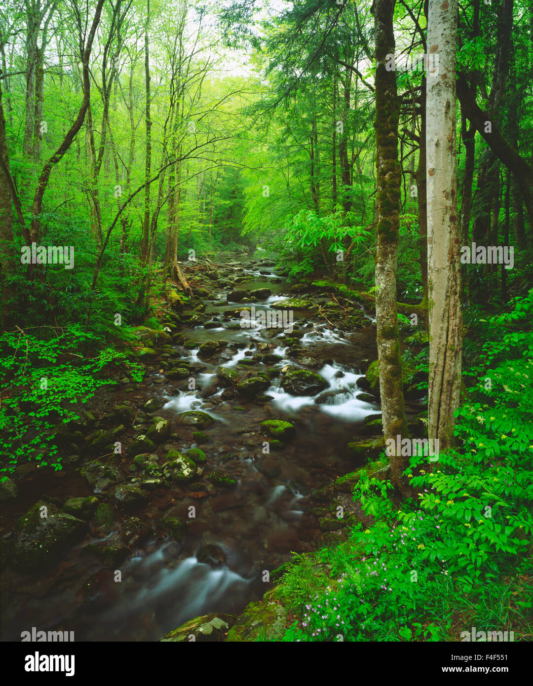 USA, Tennessee, A moss covered stream in The Great Smoky Mountains