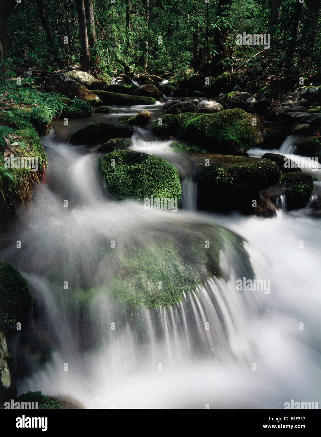 USA, Tennessee, A moss covered stream in The Great Smoky Mountains