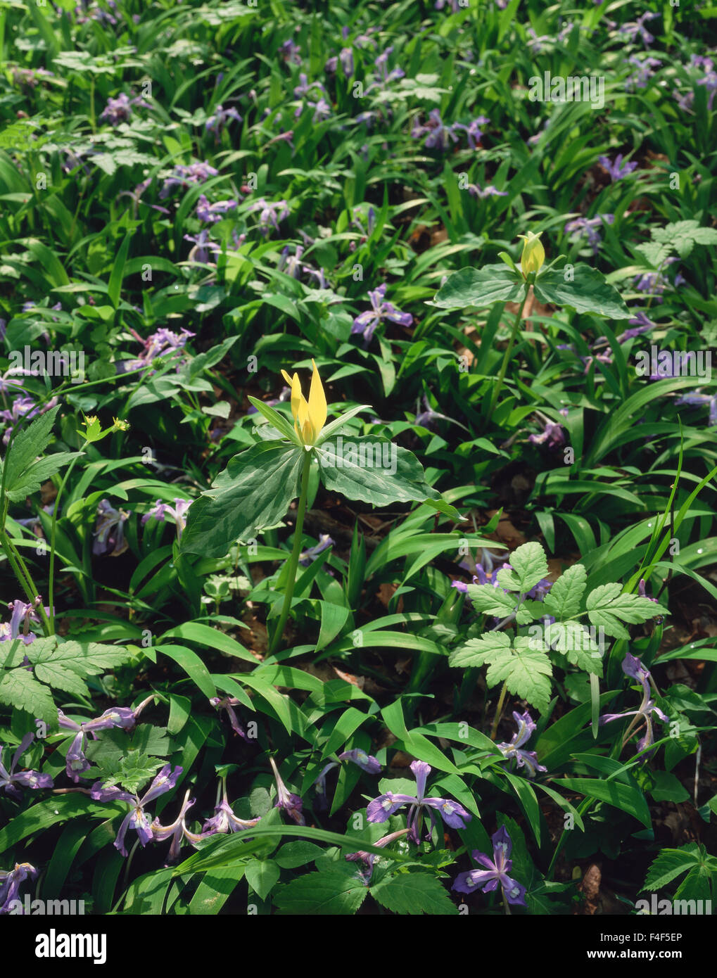 Tennessee, Great Smoky Mountains National Park, Yellow Trillium (Trillium leteum) and Crested Dwarf Iris (Iris Cristata) wildflowers. (Large format sizes available) Stock Photo