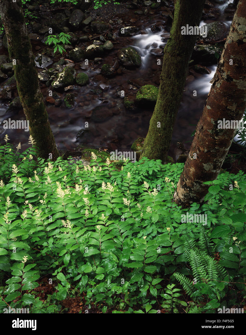 Tennessee, Great Smoky Mountains National Park, False Solomon's Seal (Maianthemum racemosum) wildflowers along a stream. (Large format sizes available) Stock Photo