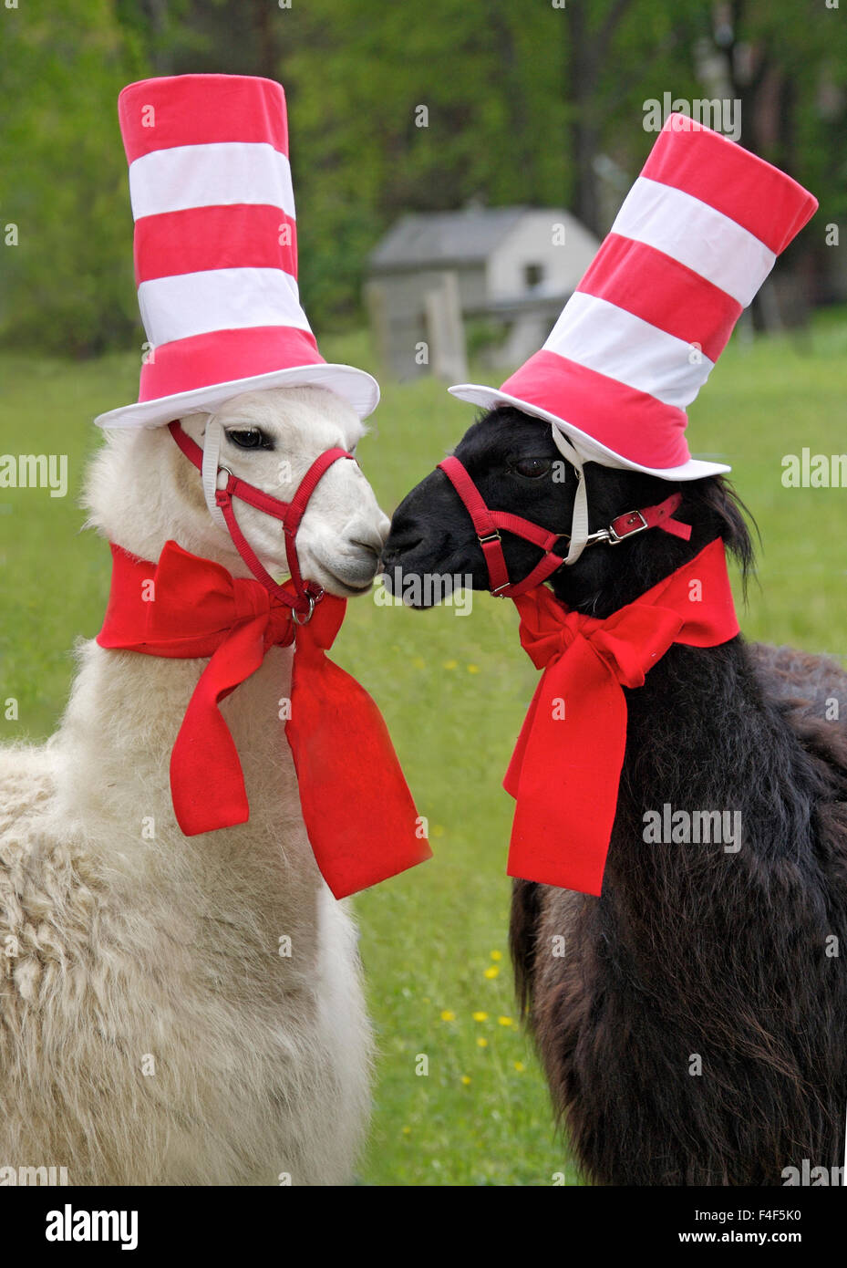 USA, Pennsylvania, Erie. Two llamas dressed humorously. Credit as: Ellen Anon / Jaynes Gallery / DanitaDelimont.com Stock Photo