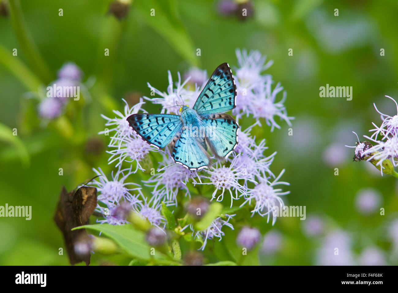 Cameron County, Texas. Blue Metalmark (Lasaia sula) male butterfly Nectaring on mistflower Stock Photo