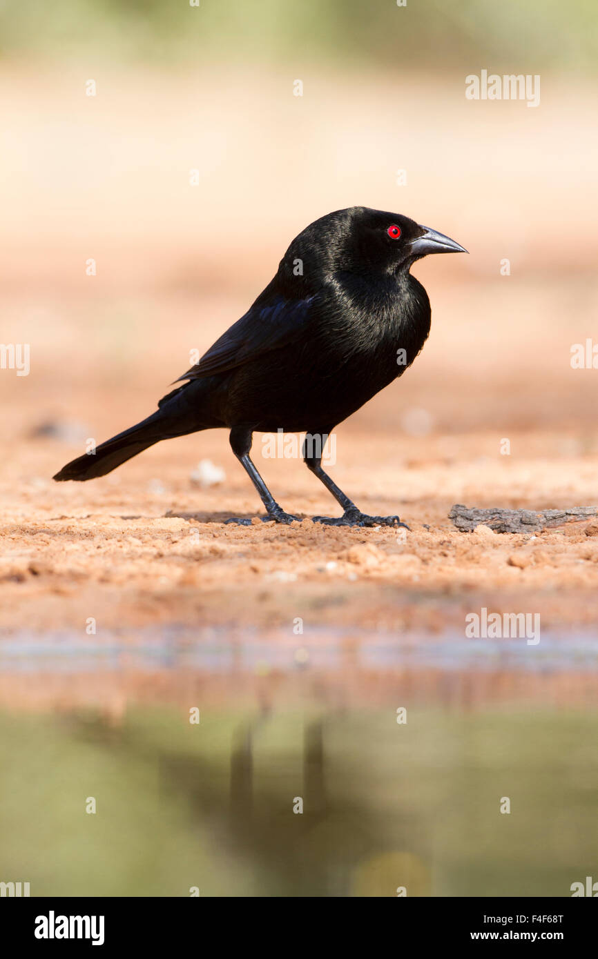 Starr County, Texas. Bronzed Cowbird (Molothrus aeneus) male in spring breeding mode Stock Photo