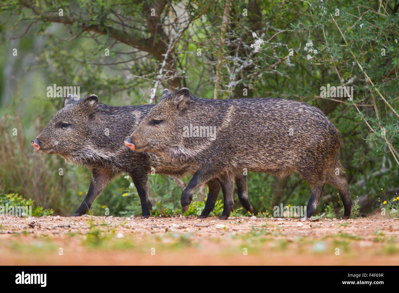 Starr County, Texas. Collared Peccary (Pecari tajacu) young in south