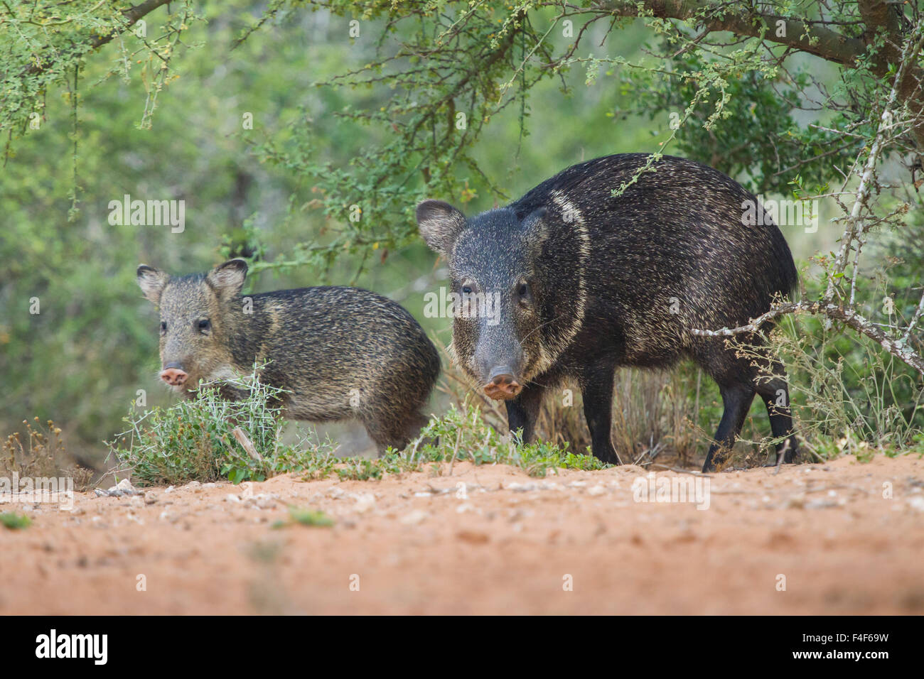 Starr County, Texas. Collared Peccary (Pecari tajacu) family in south
