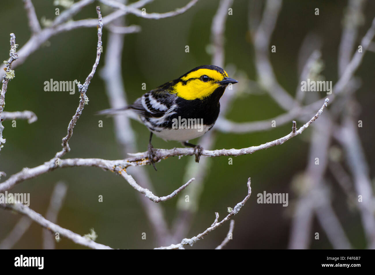 Kinney County, Texas. Golden-cheeked Warbler (Dendroica chrysoparia) on breeding territory in juniper thicket Stock Photo