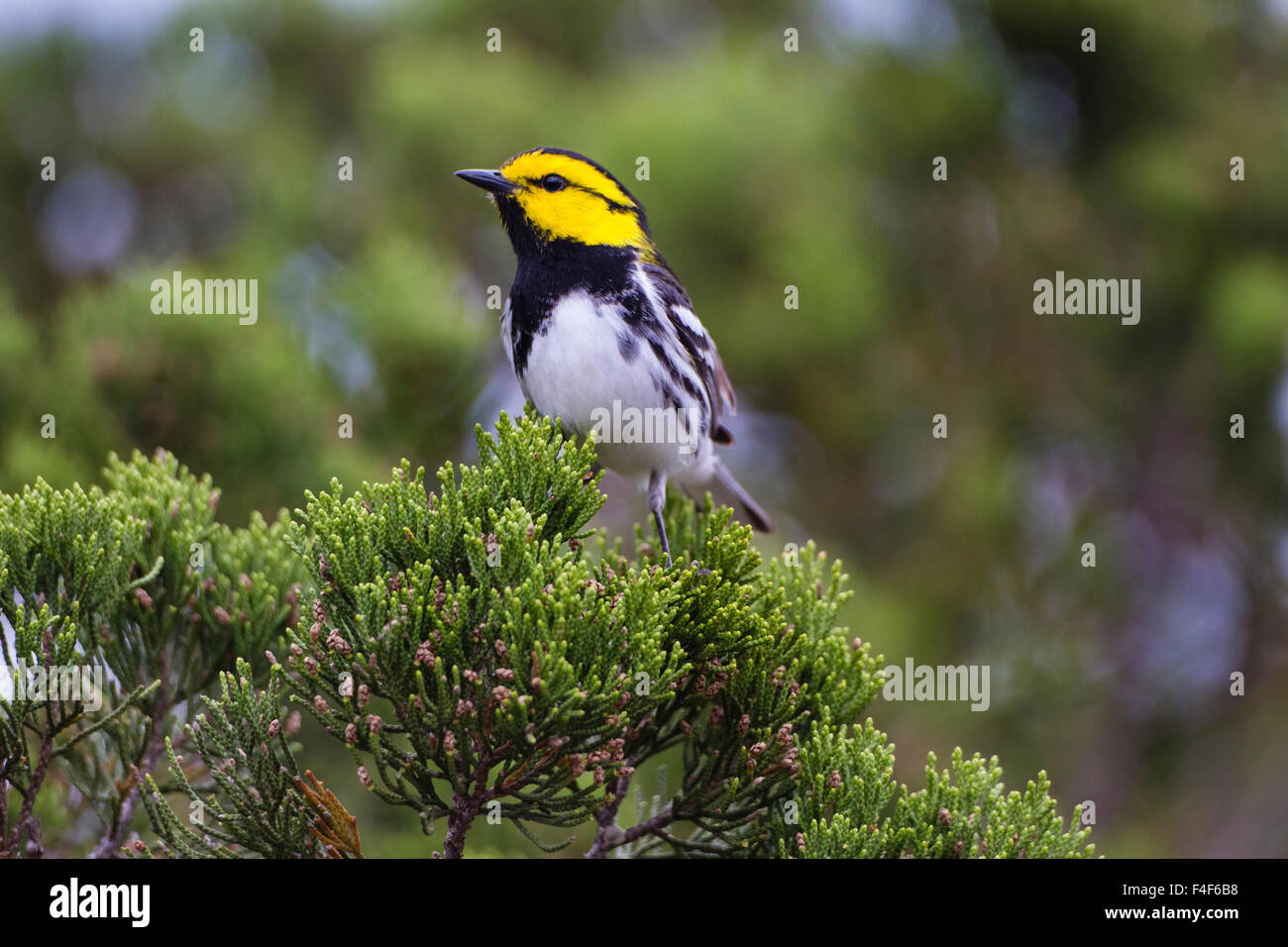 Kinney County, Texas. Golden-cheeked Warbler (Dendroica chrysoparia) on breeding territory in juniper thicket Stock Photo