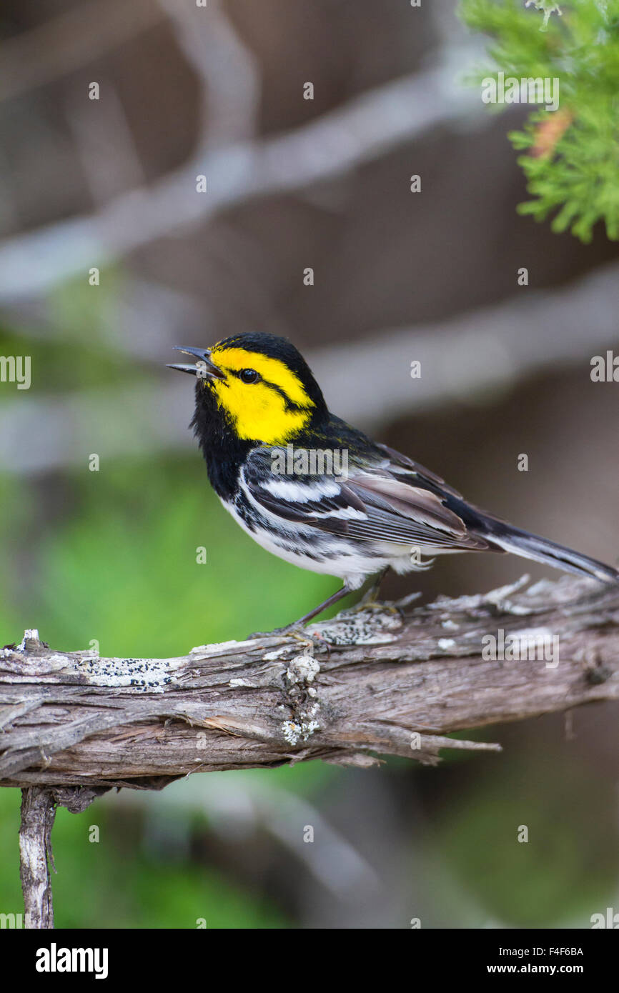 Kinney County, Texas. Golden-cheeked Warbler (Dendroica chrysoparia) on breeding territory in juniper thicket Stock Photo