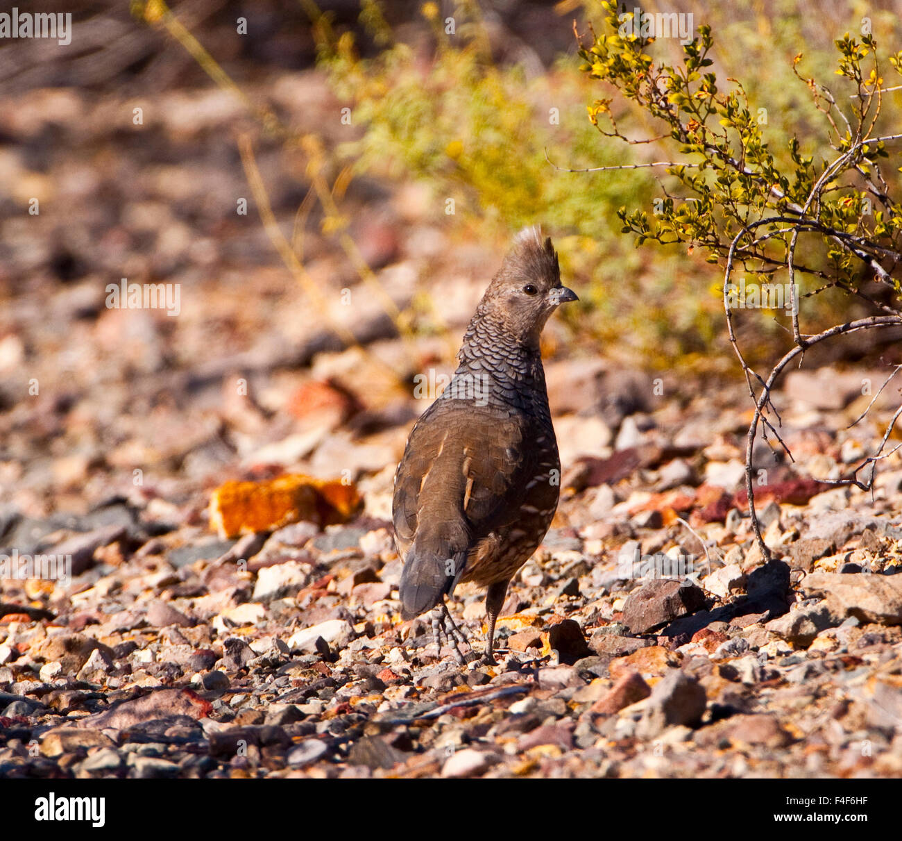 USA, Texas, Big Bend National Park, Scaled Quail Stock Photo - Alamy