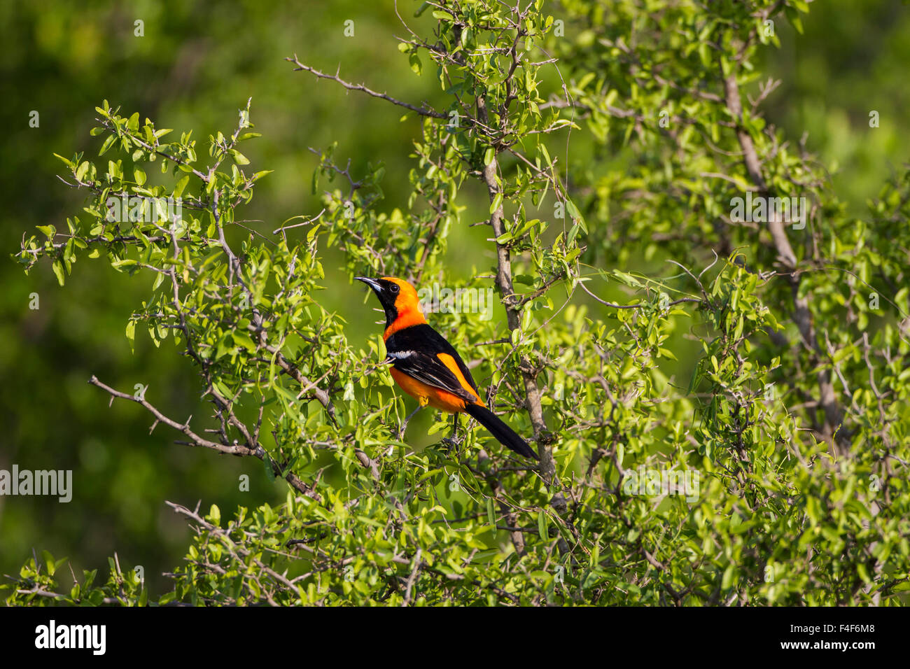 Kinney County, Texas. Hooded Oriole (Icterus cucullatus) female approaching pond for drink Stock Photo