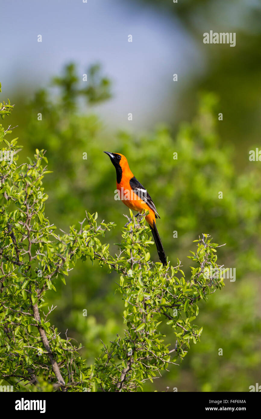 Kinney County, Texas. Hooded Oriole (Icterus cucullatus) female approaching pond for drink Stock Photo